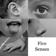 five-senses