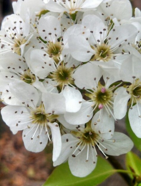 IMG_20130322_094444.jpg image