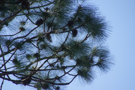 Blue skies smiling at me