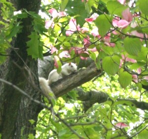 squirrel in tree