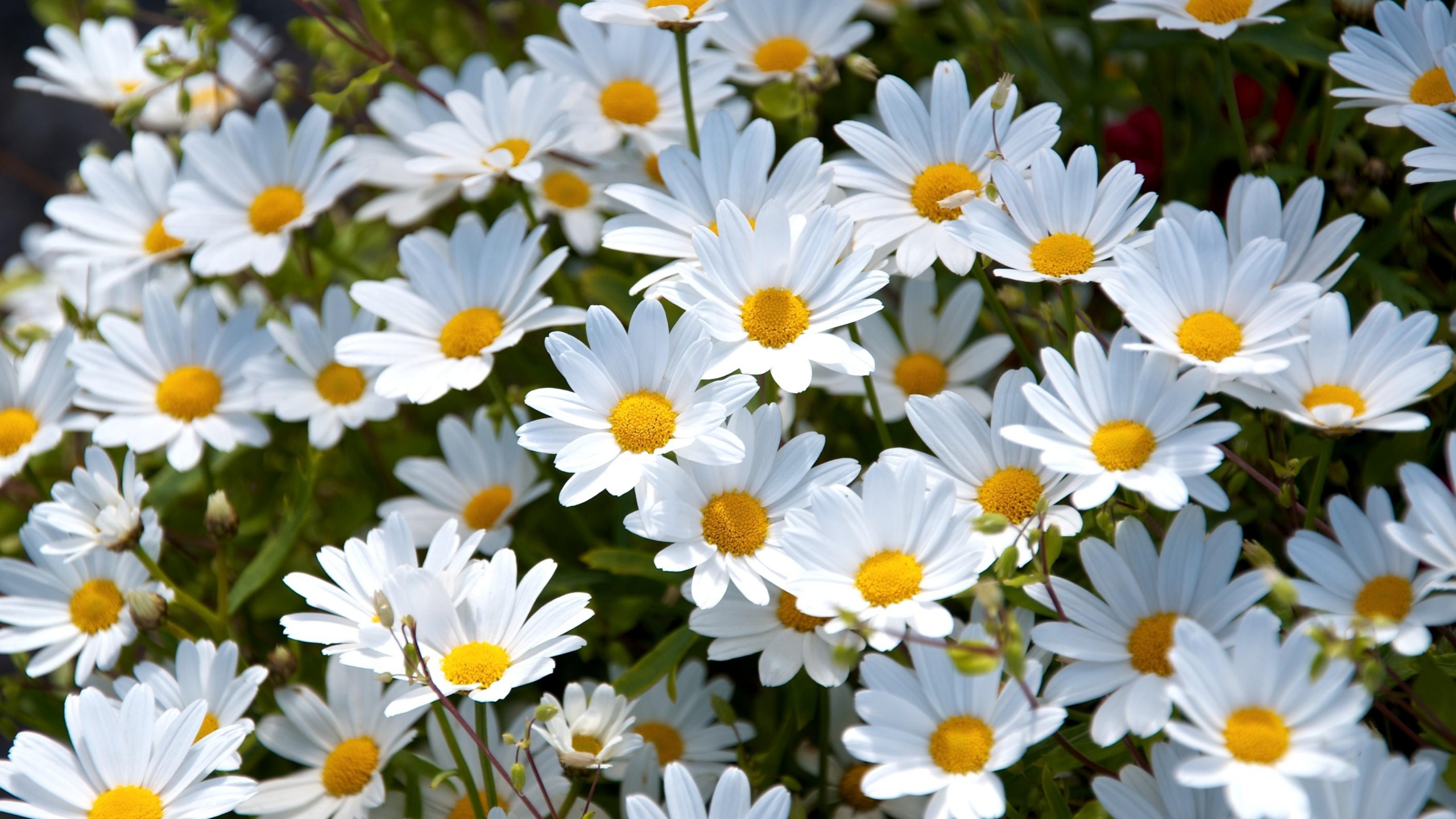 daisies-background-3